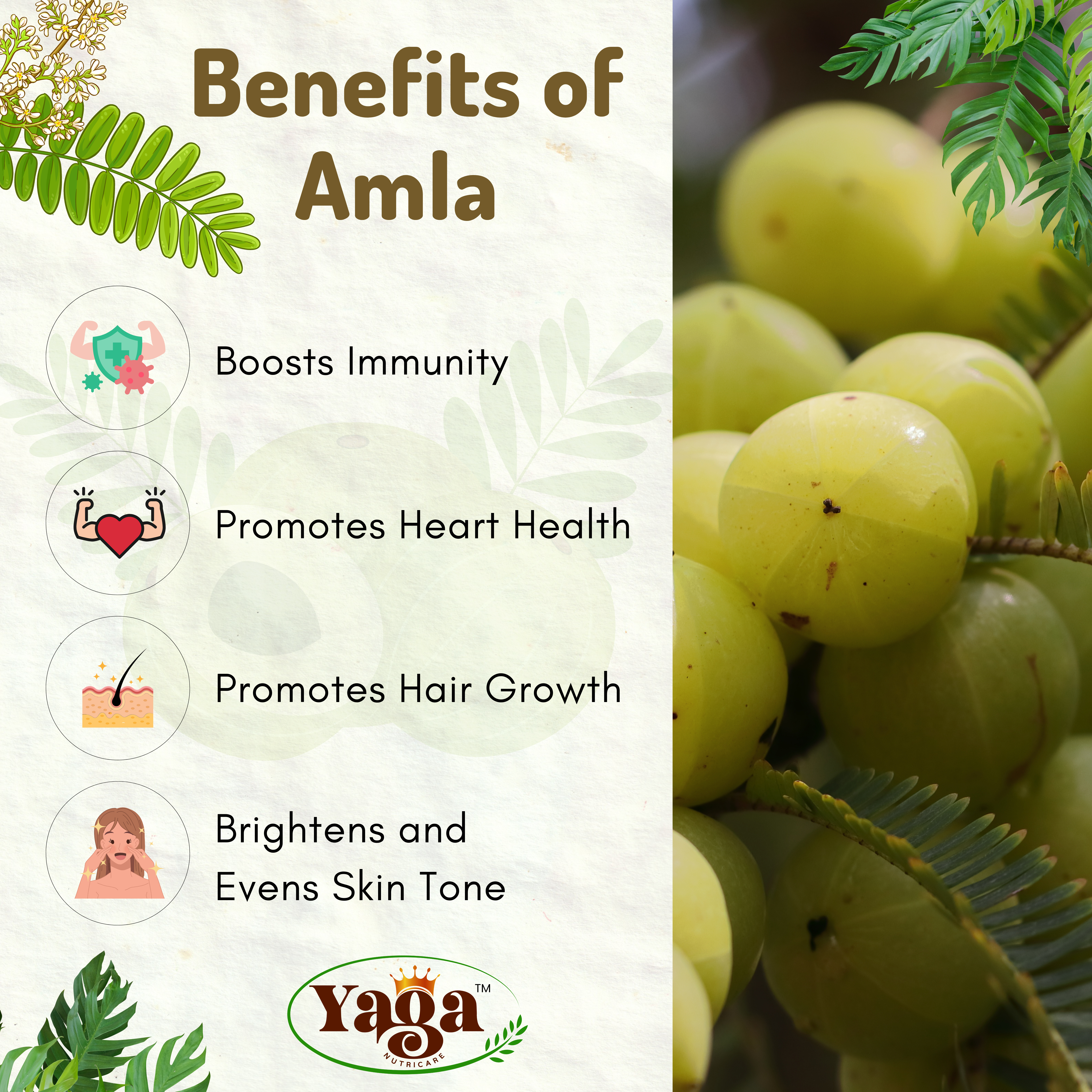Amla Powder Image 3